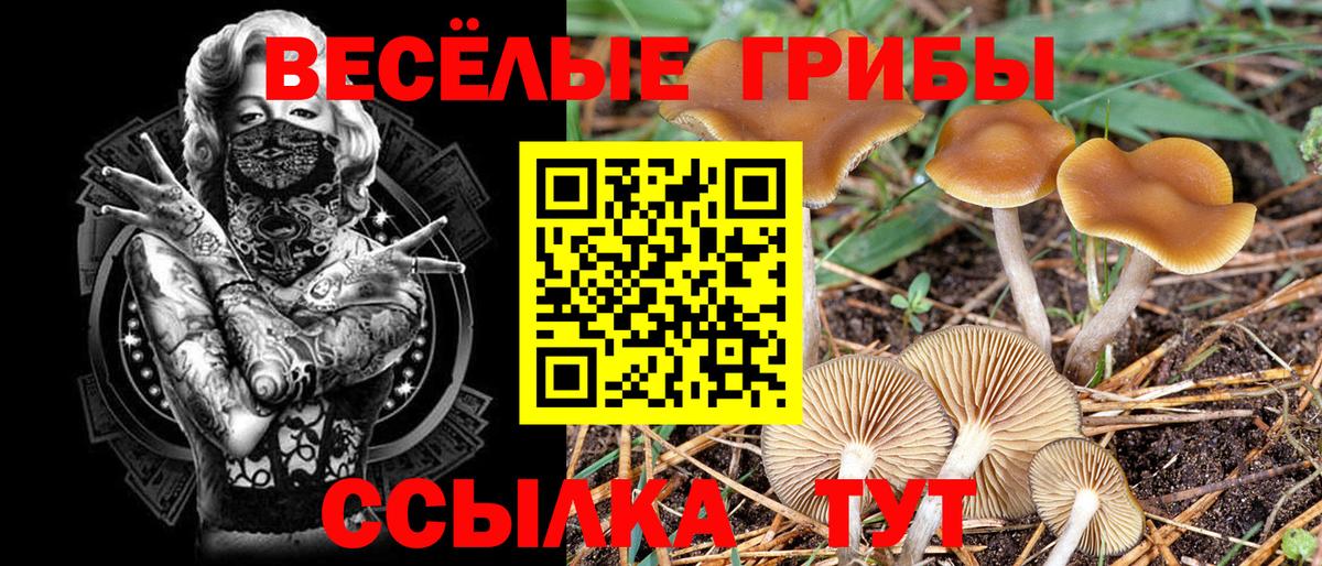 Севастополь  Псилоцибиновые грибы прущие грибы  Галлюциногенные грибы Psilocybine cubensis  Вход с VPN 